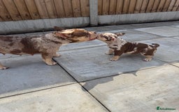 American Bully dogs for sale: American Pocket Bully’s Puppies.  - Image 8
