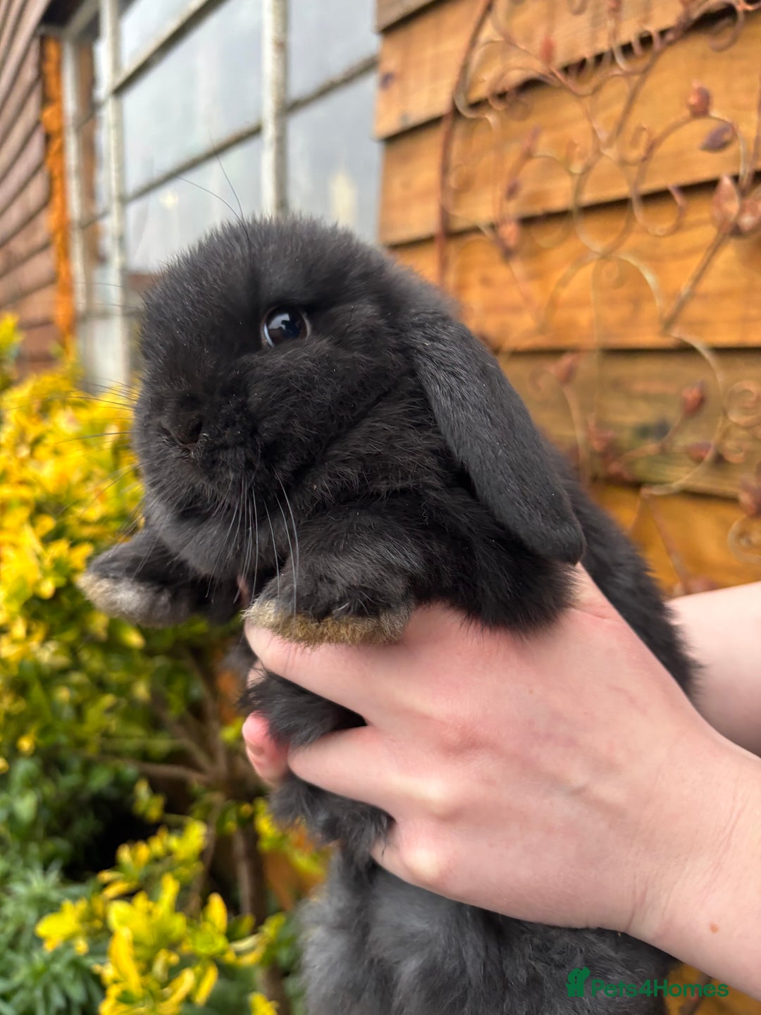 Mini Lop rabbits for sale: Adorable baby rabbits for sale - Advert 4