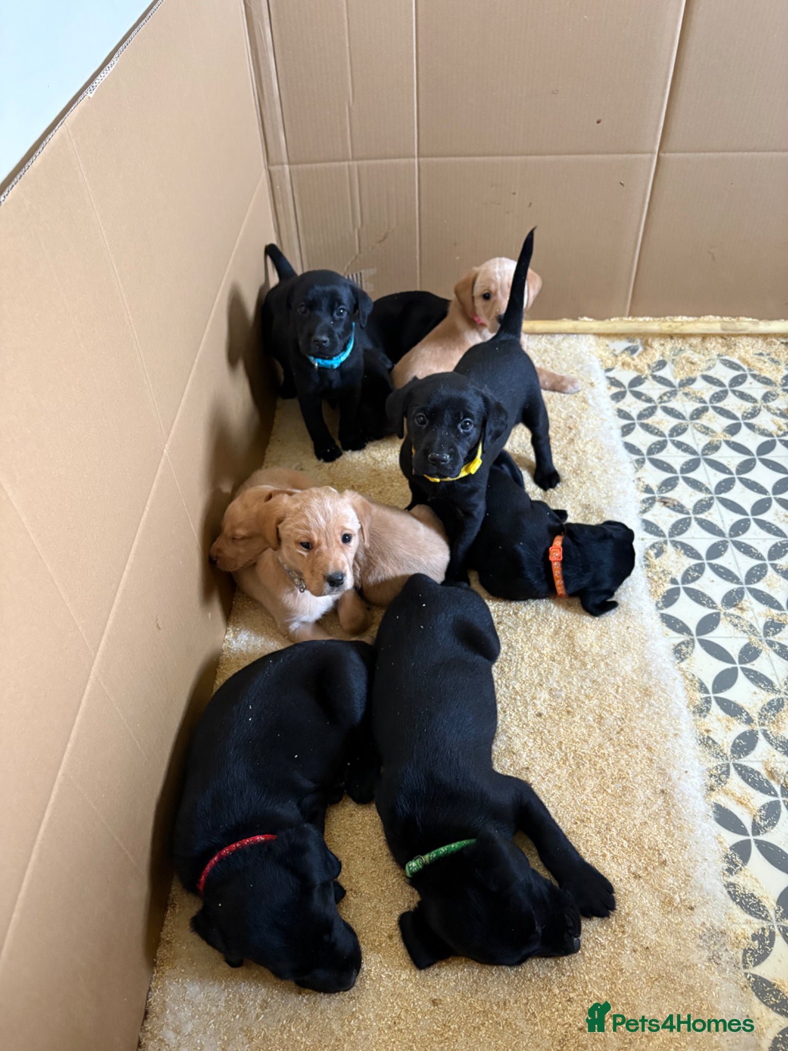 Labrador Retriever dogs 9 stunning kc registered puppies  - Advert 1