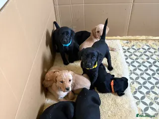 Labrador Retriever dogs 9 stunning kc registered puppies - Advert 1