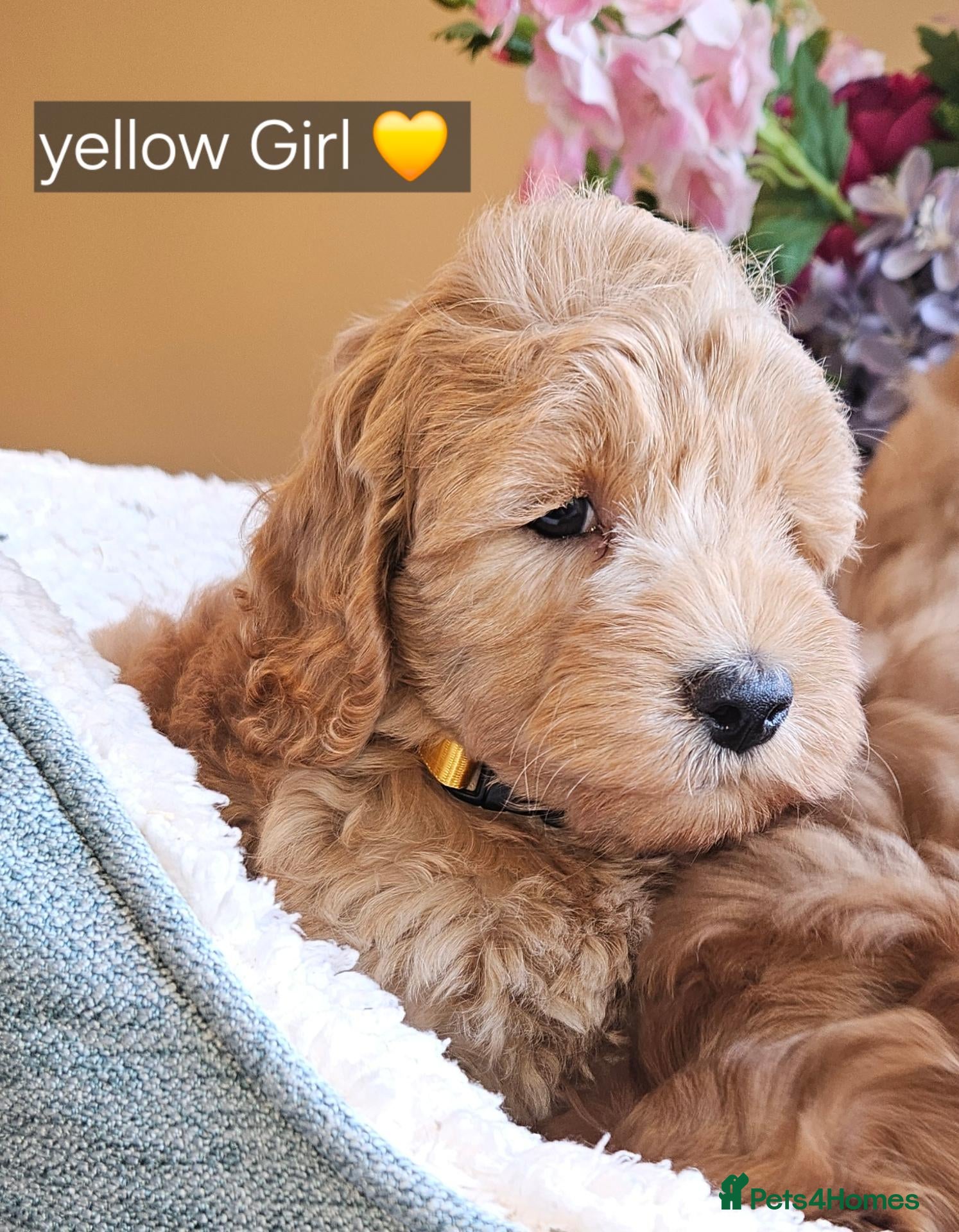 Cockapoo dogs 1 Girl Ready for loving homes, licensed breeder!   - Advert 1