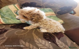 Miniature Poodle dogs for sale: Miniture poodle pups  - Image 5