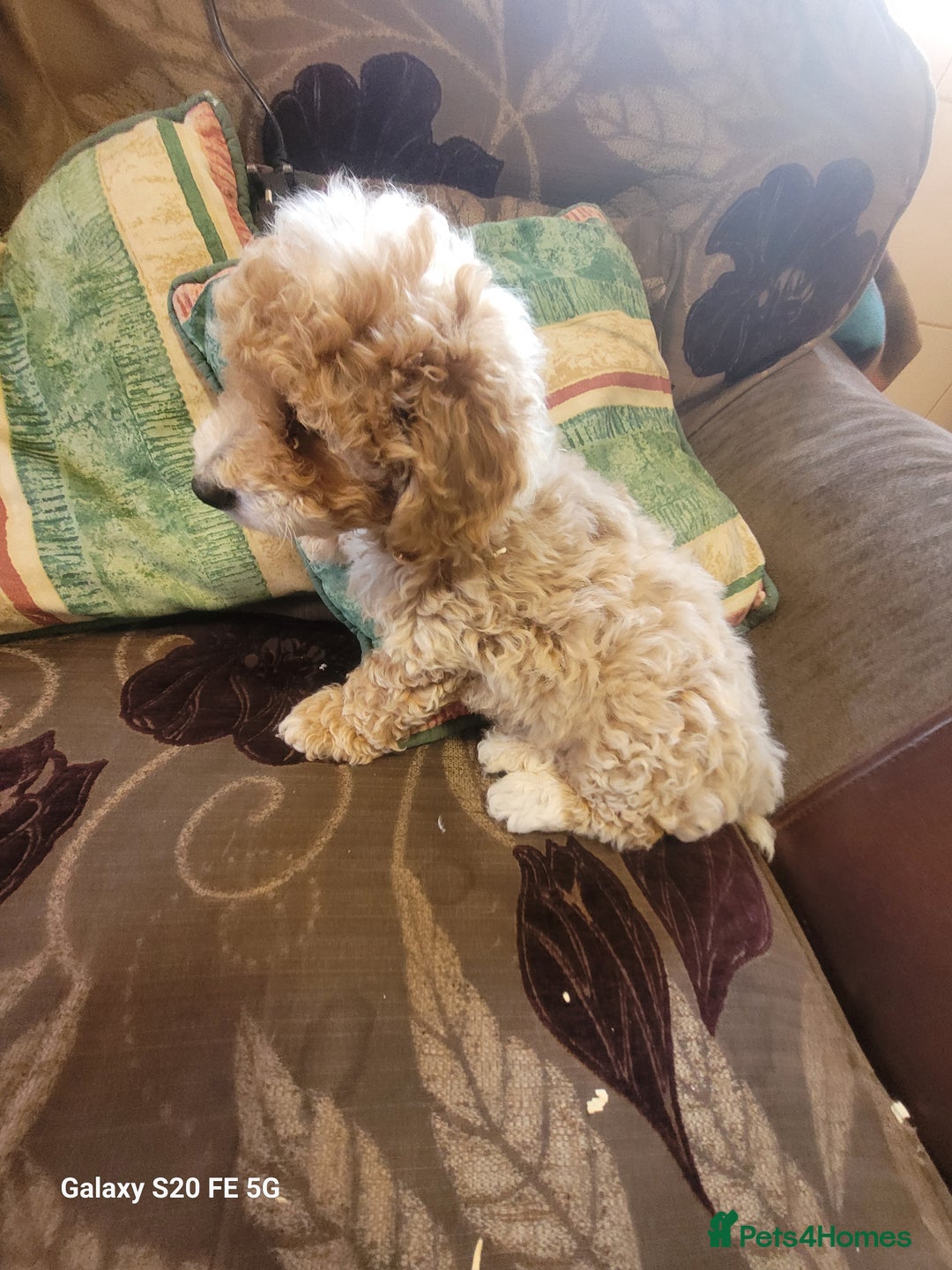Miniature Poodle dogs for sale: Miniture poodle pups  - Image 5