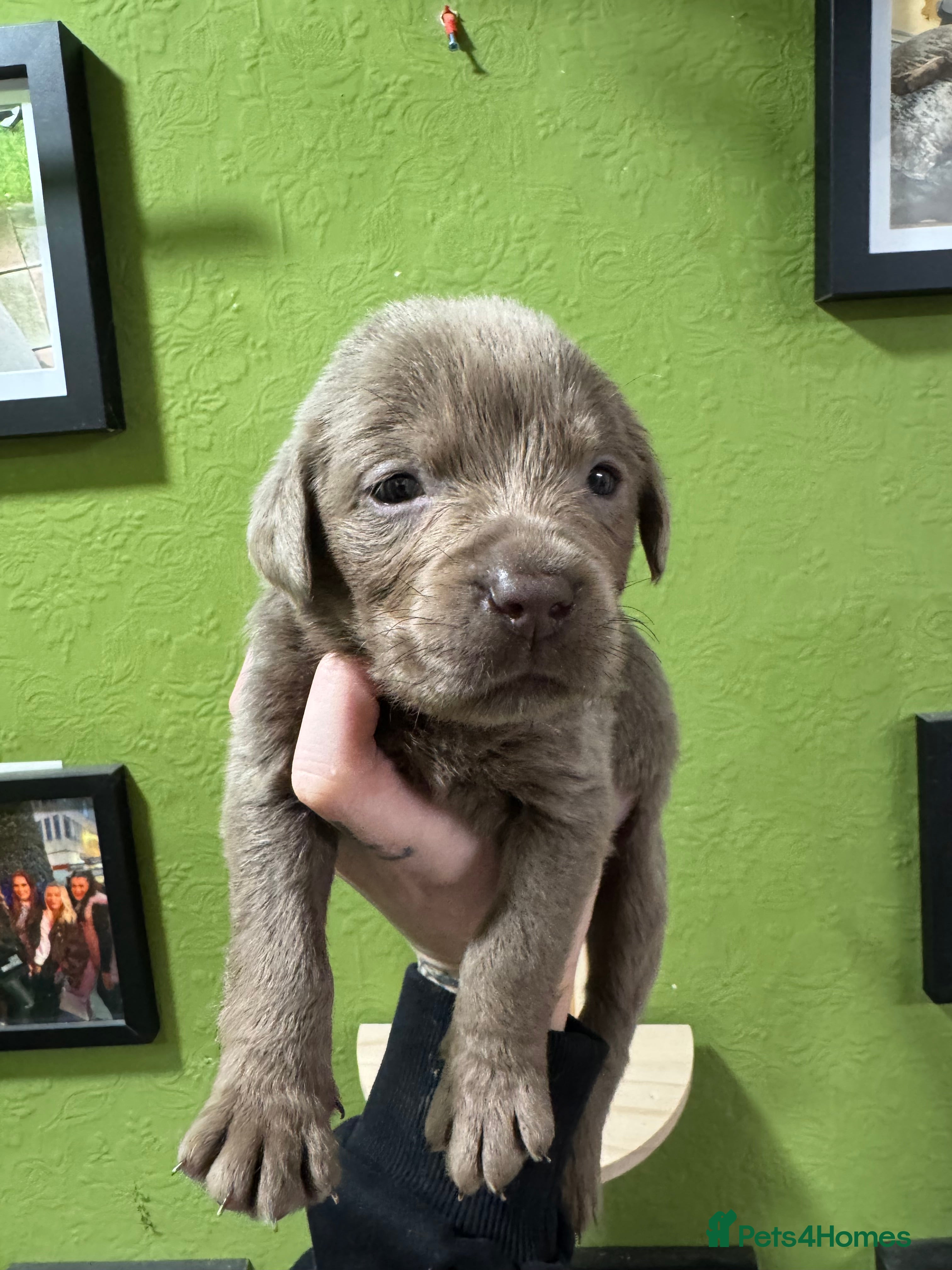 Labrador Retriever dogs for sale: KC registered Silver Labrador puppies  - Advert 12