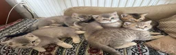 Scottish Fold cats for sale: Scottish Straight kittens - Advert 6