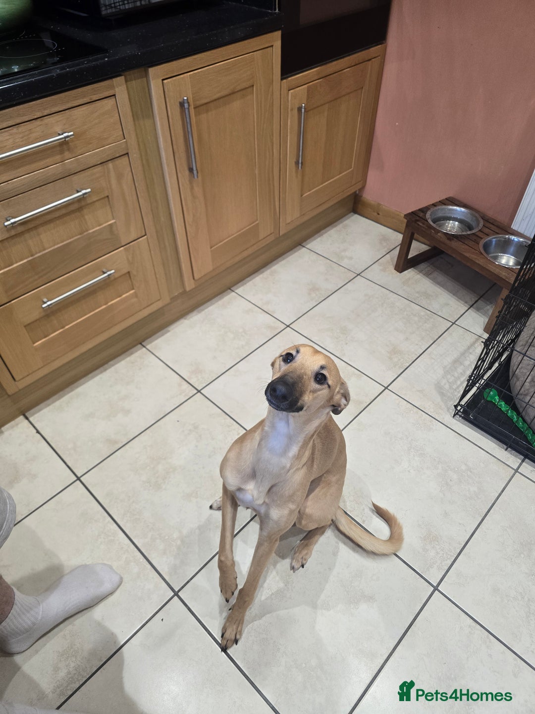 Mixed Breed dogs for sale: Lovely young man looking for a new home. - Advert 2