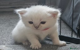 Ragdoll cats for sale: Beautiful Gccf registered ragdolls. - Image 7