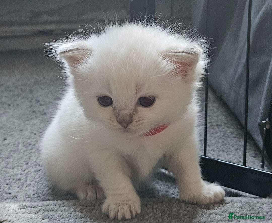 Ragdoll cats for sale: Beautiful Gccf registered ragdolls. - Image 7