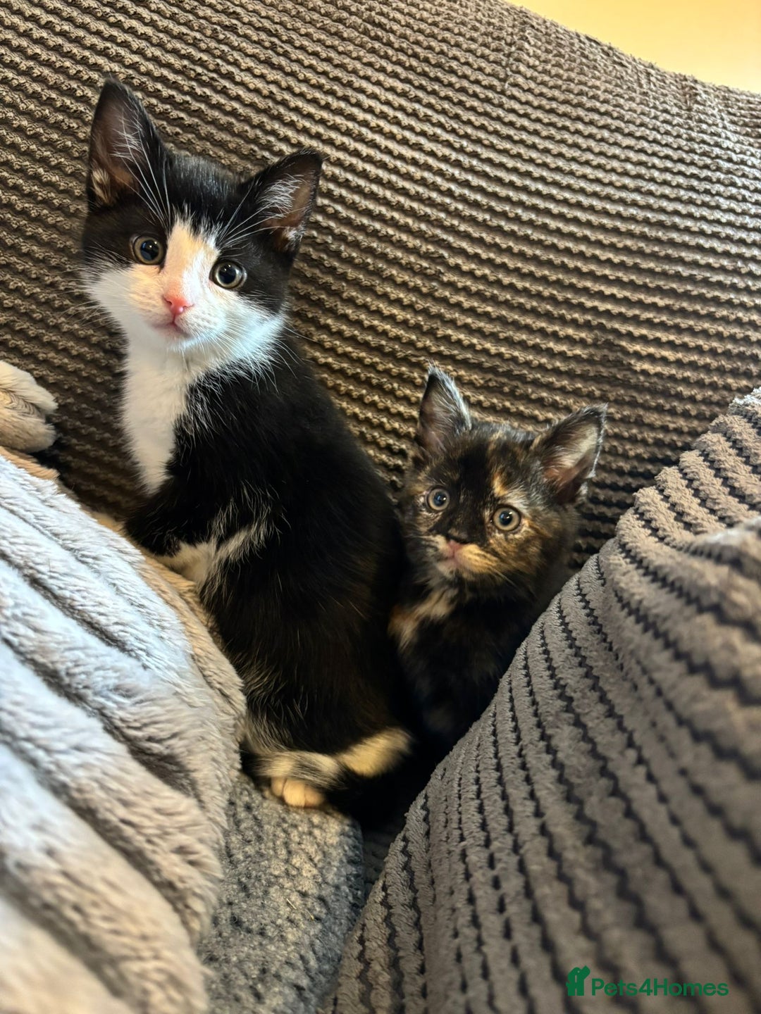 Mixed Breed cats for sale: 2 Beautiful Kittens for sale  - Advert 1
