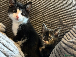 Mixed Breed cats 2 Beautiful Kittens for sale - Advert 4