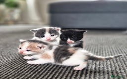 Mixed Breed cats for sale: Kittens for sale - Image 1
