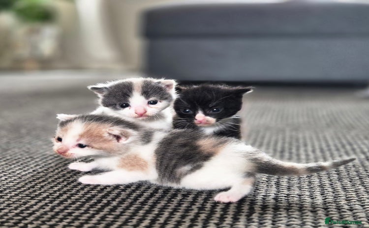 Mixed Breed cats - Advert 1
