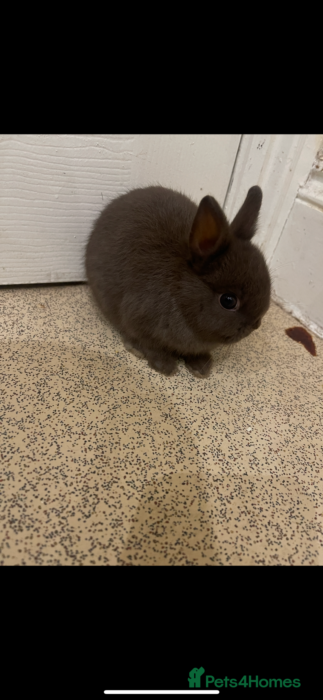 Netherland Dwarf rabbits for sale: Pure Netherland Dwarf - Advert 7