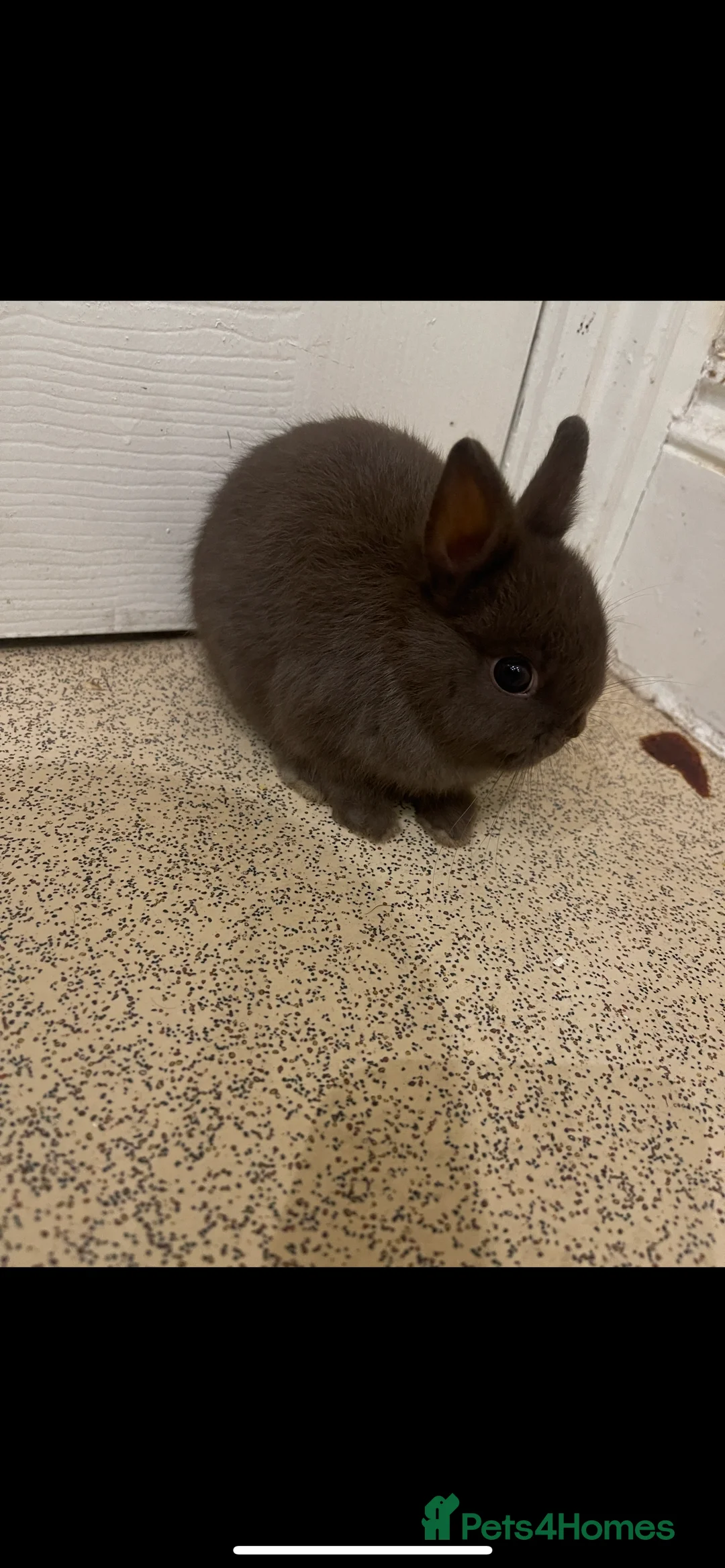 Netherland Dwarf rabbits for sale: Pure Netherland Dwarf - Advert 8