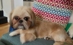 Shih Tzu dogs for sale: Gorgeous female Shih Tzu  - Image 1