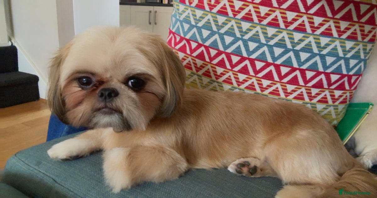Gorgeous female Shih Tzu  for sale in Stowmarket | Pets4Homes
