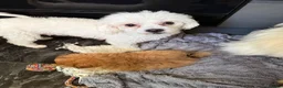 Pomeranian dogs for sale: Tiny Pomeranians  - Advert 12