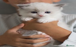 Ragdoll cats for sale: Best Ragdoll Bicolour and Lynx kittens in UK - Image 2