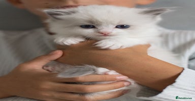 Ragdoll cats - Advert 1