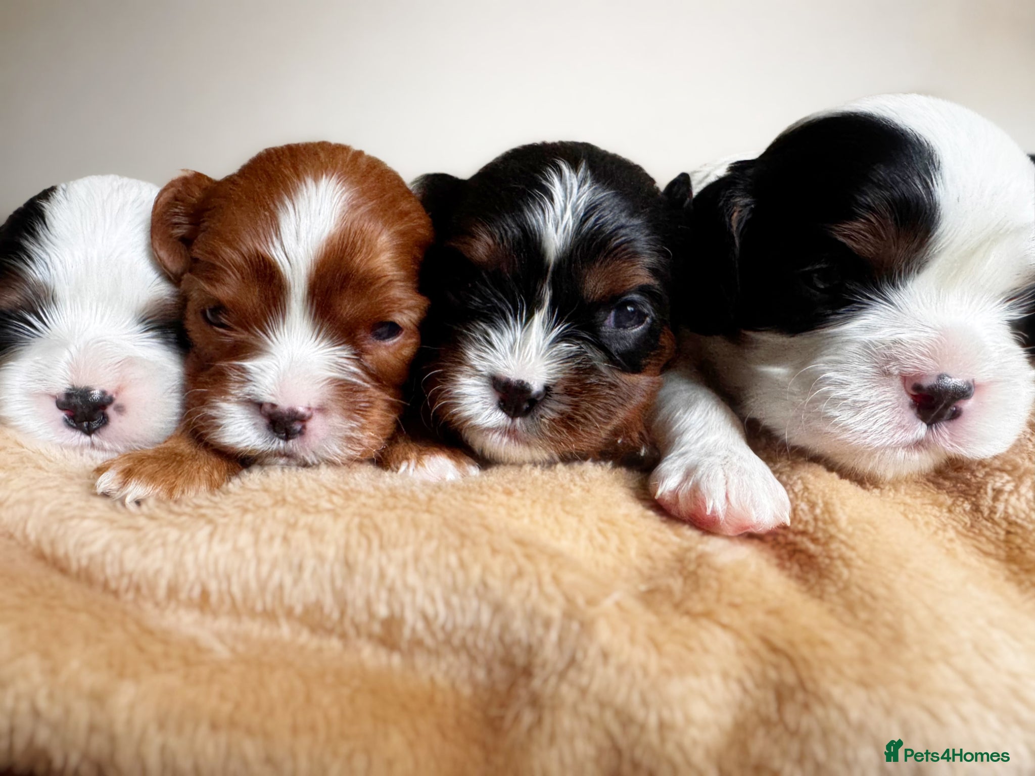 Cavalier King Charles Spaniel dogs KC reg.⭐️ Chocolate carrier⭐️DNA tested COI 0.2!⭐️ - Advert 18