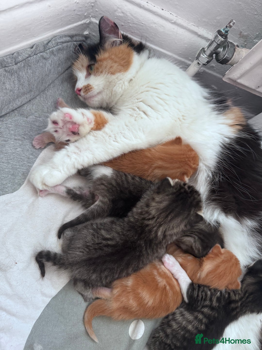 Mixed Breed cats for sale: Cute kittens looking for nice home  - Image 18