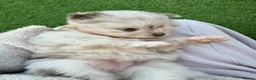 Pomeranian dogs for sale: White, Lilac, Merle Female Pomeranian  - Advert 23
