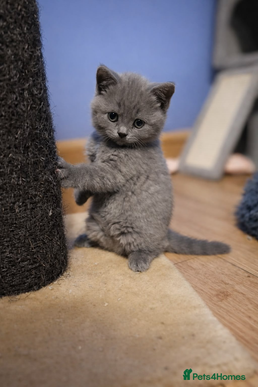 British Shorthair cats British Short Hair Blue Kittens  - Advert 2
