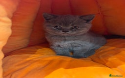 British Shorthair cats for sale: Blue and Lilac British shorthair boys  - Image 8