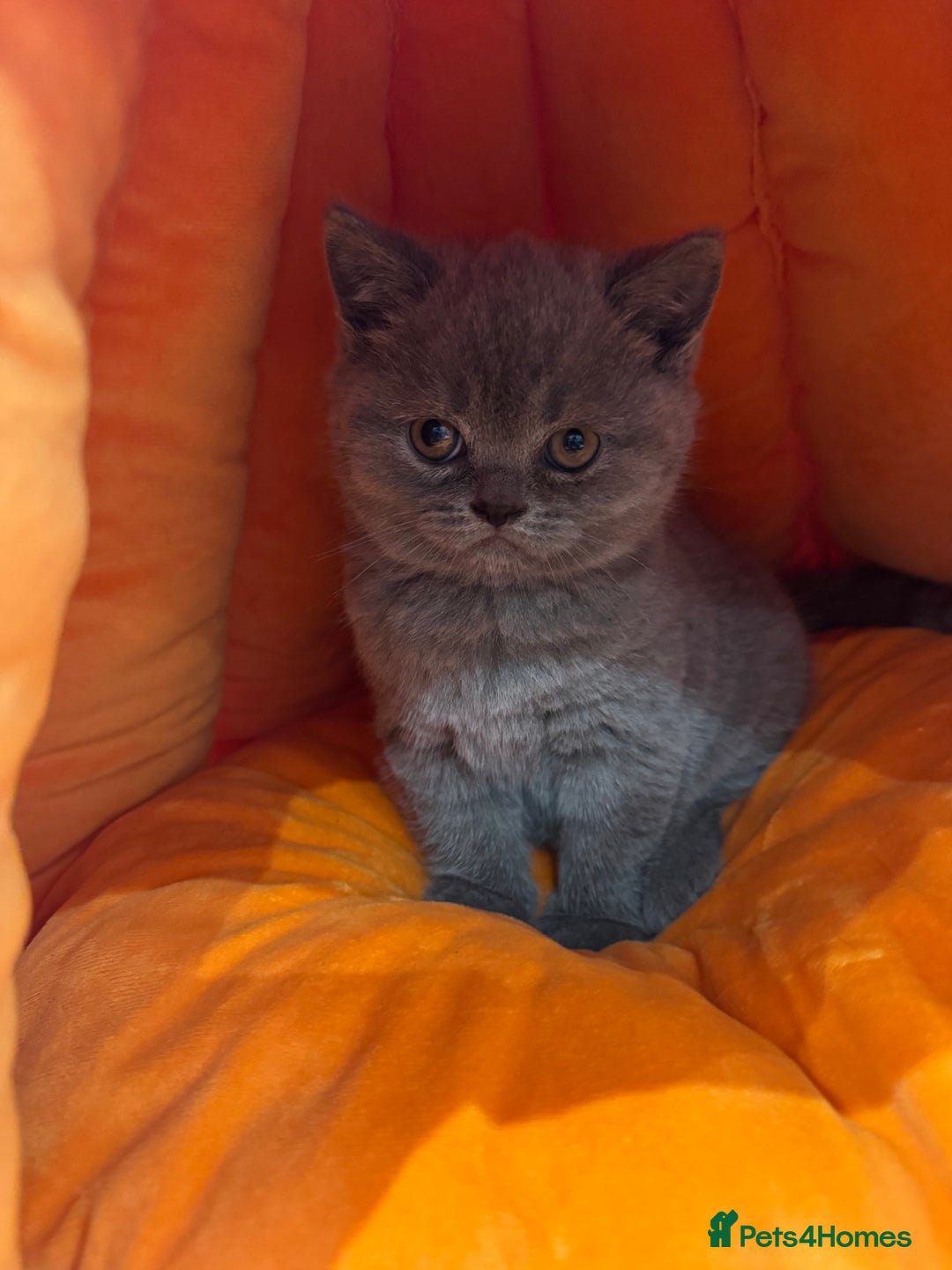 British Shorthair cats for sale: Blue and Lilac British shorthair boys  - Image 8