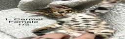 Bengal cats for sale: Full & Half Breed Bengal Kittens  - Advert 3