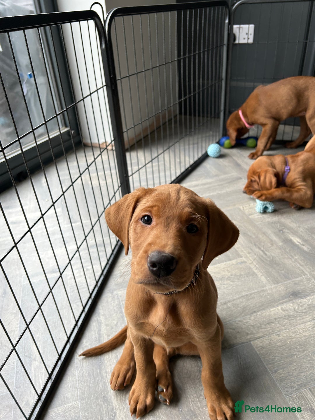 Labrador Retriever dogs for sale: Outstanding dark fox red Lab pups from FTCH lines - Image 1