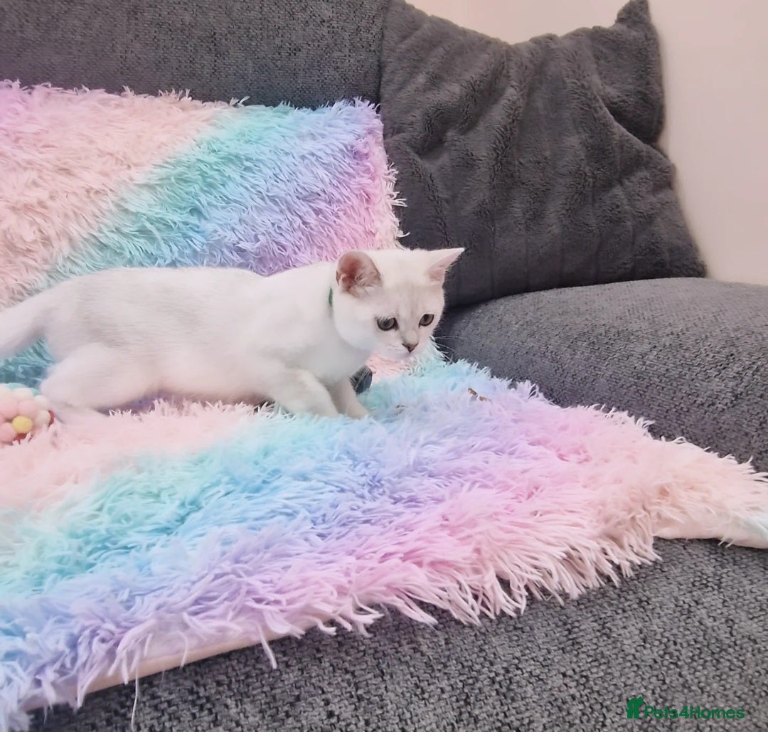 British Shorthair cats for sale: British Shorthair Silver Chinchilla  - Image 28