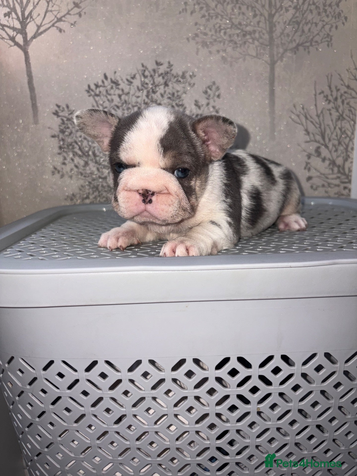 French Bulldog dogs Baby meets Gotti  - Advert 2