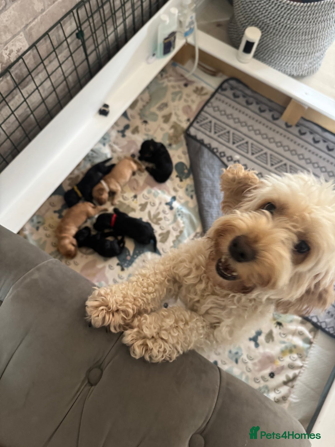 Cockapoo dogs for sale: 6 Stunning Cockapoos ✨ AVAILABLE NOW ✨ in Stalybridge - Image 8
