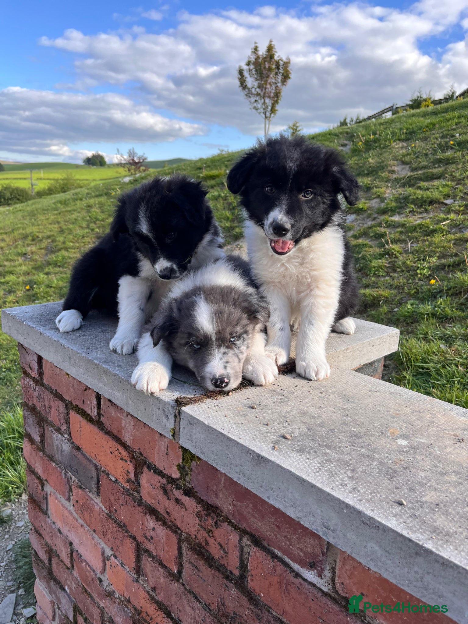 Border Collie dogs Beautiful Border Collie Puppies  - Advert 1