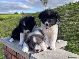 Border Collie dogs for sale: Beautiful Border Collie Puppies - Advert 3