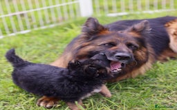 German Shepherd dogs for sale: 🐾🖤 Top-Quality Purebred German Shepherd Puppies - Image 9