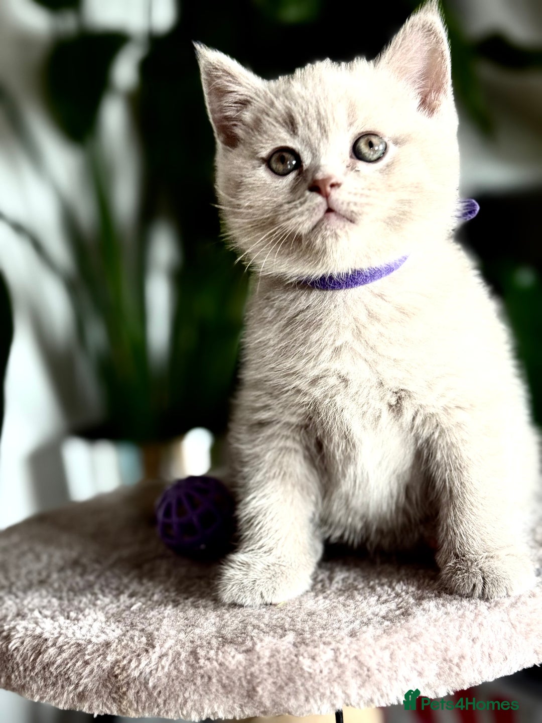 Scottish Fold cats for sale: Scottish straight - Image 10