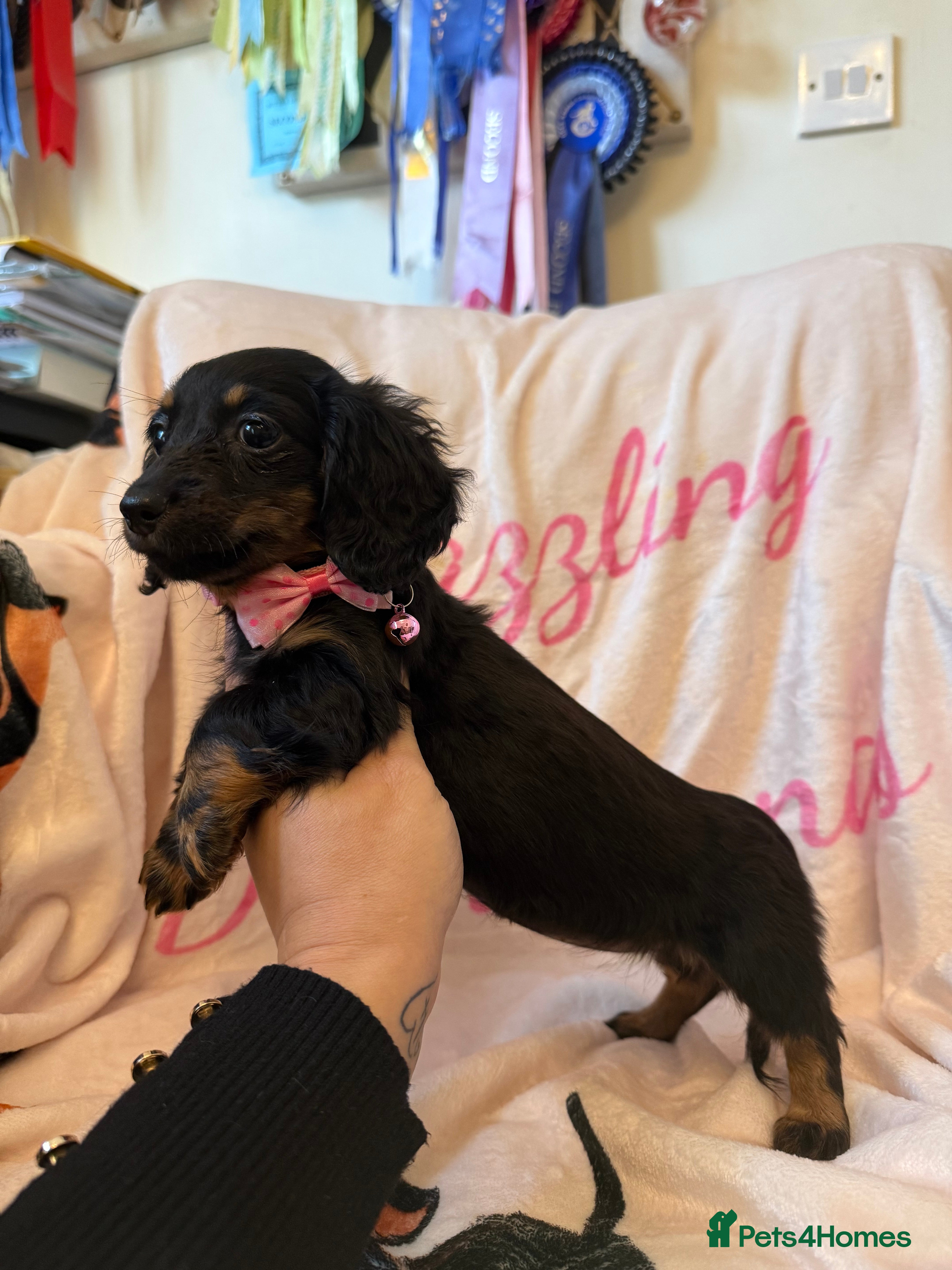 Miniature Dachshund dogs Stunning Longcoats 5 Star Reviews 5 Star Licensed - Advert 18