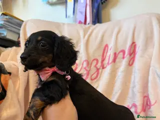 Miniature Dachshund dogs Stunning Longcoats 5 Star Reviews 5 Star Licensed - Advert 18