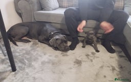 Cane Corso dogs for sale: Cane corsa - Image 6