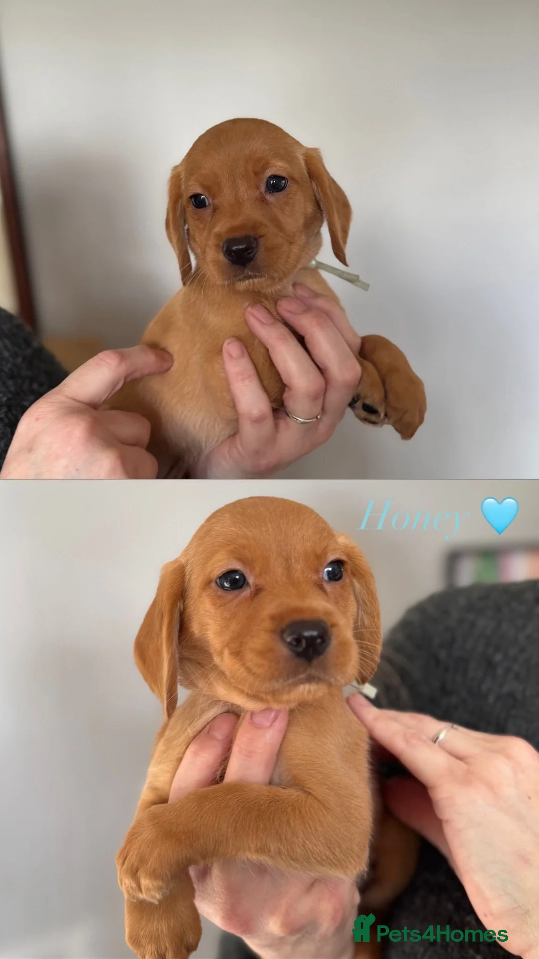 Cockerdor dogs for sale: Beautiful Gamekeeper Bred Working Cockerdors - Advert 10