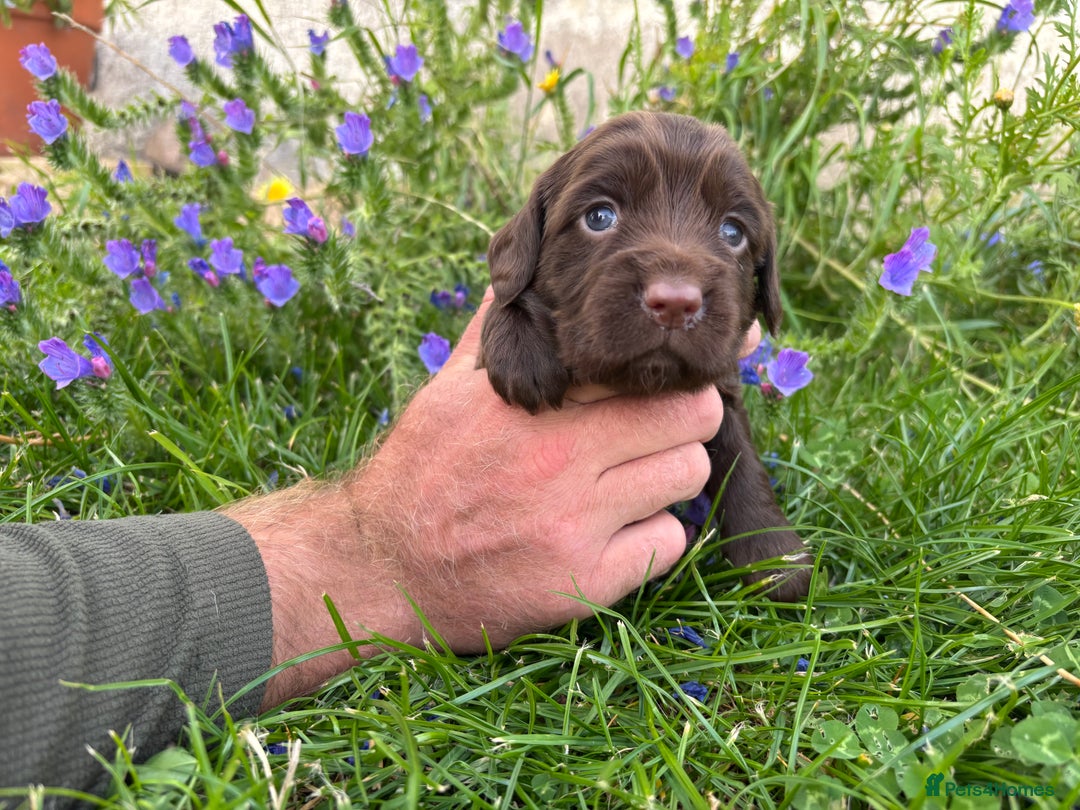 Cocker Spaniel dogs for sale: Working cocker pups.  - Image 7
