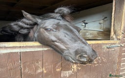 Fell horses for sale: Companion Home Wanted – 13yo Fell Pony Gelding - Image 3