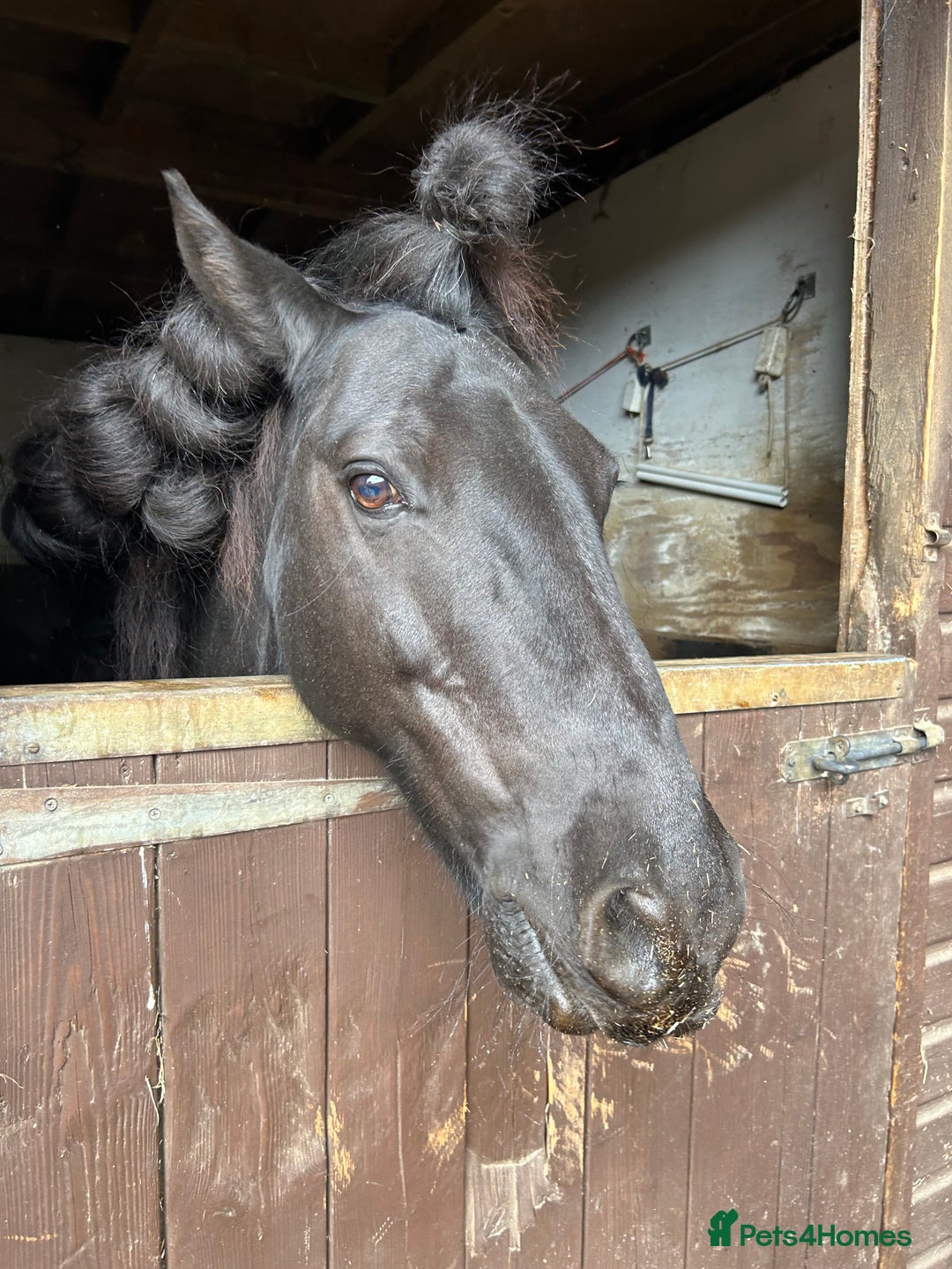 Fell horses for sale: Companion Home Wanted – 13yo Fell Pony Gelding - Image 3