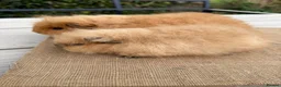 Guinea Pig rodents for sale: Pure bred Swiss baby boar guinea pigs  in Chester - Advert 5