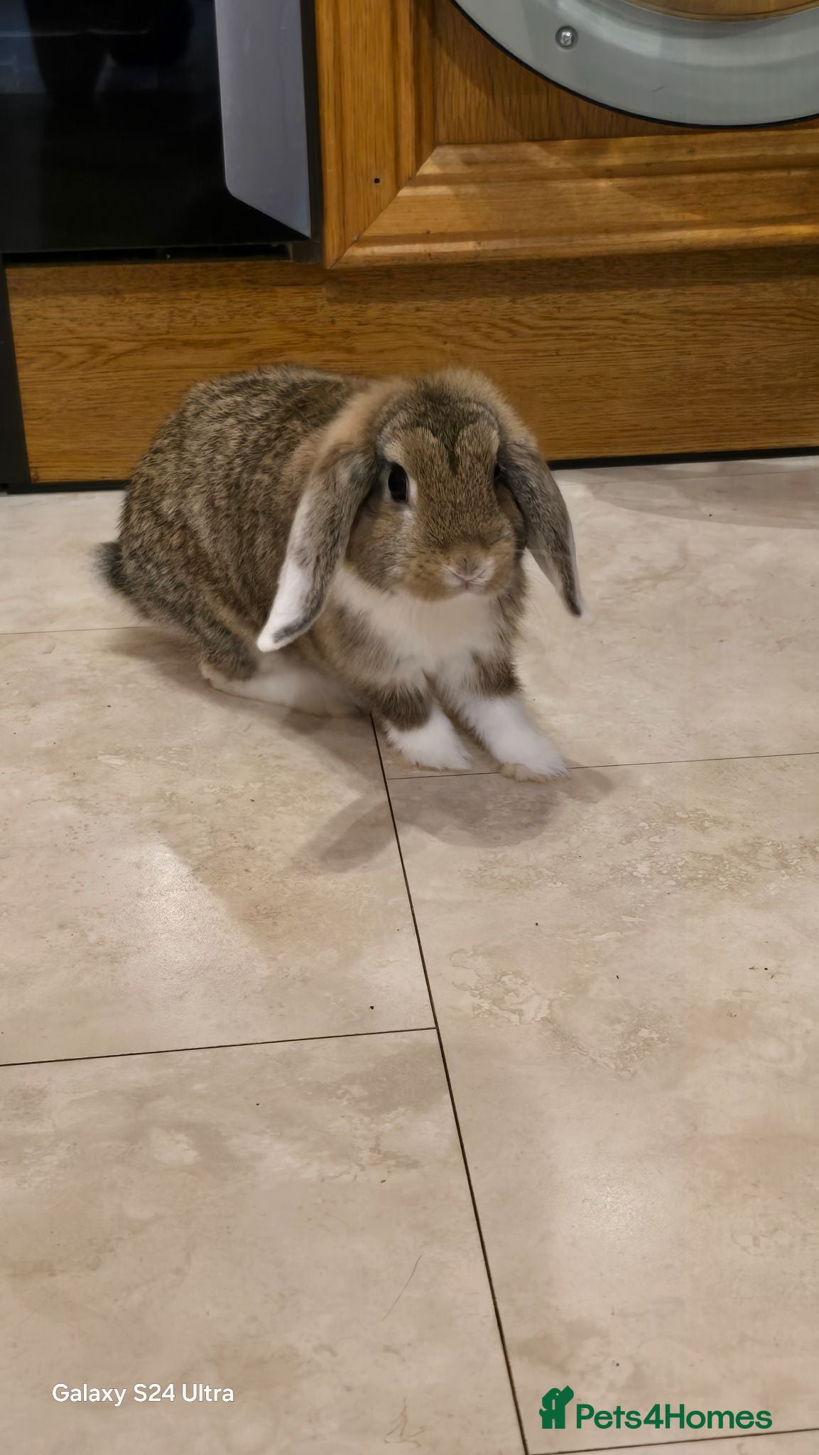 Mini Lop rabbits Bunnies - Advert 2