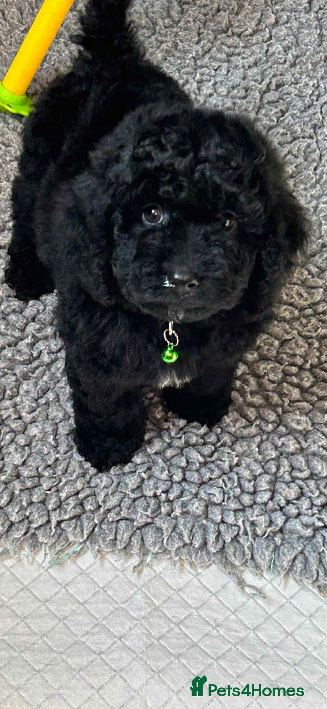 Cockapoo dogs for sale: Nobody chose me - Image 1