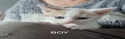 Mixed Breed cats for sale: Kittens looking for there forever homes. - Advert 11