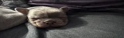 French Bulldog dogs for sale: KC registered female French bulldog pups available - Advert 10